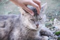 Cat closed eye while  asian  girl hand stroking massage on head Royalty Free Stock Photo