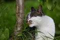 Close-Up Of Cat Eating Grass Royalty Free Stock Photo