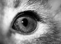 Close-up cat eye, black and white. Royalty Free Stock Photo