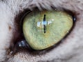 Close-up of cat eye Royalty Free Stock Photo