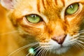 Close up cat eye Royalty Free Stock Photo