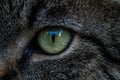 Close Up Of A Cat Eyes. Tabby Cat. Felis Catus. Bright Yellow Eyes With Black Pupil