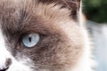 Close up of a cat face.  beautiful eye of a seal-point cat. looking forward Royalty Free Stock Photo