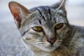Close-up a cat face. A cat looking at something. Royalty Free Stock Photo