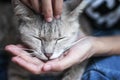 Cat face with closed eyes on palm while Asian woman hand stroking with gentle touching , lifestyle relaxation happy time Royalty Free Stock Photo