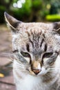 Close up cat face feeling bored Royalty Free Stock Photo