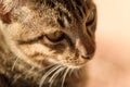 Close up cat face looking for something Royalty Free Stock Photo