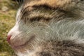 Close Up Cat Face macro Royalty Free Stock Photo