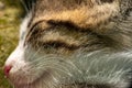 Close Up Cat Face macro Royalty Free Stock Photo