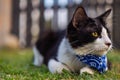 Close-up of a cat face. Portrait of a male kitten. Cat looks curious and alert. Detailed picture of a cats face with yellow clear Royalty Free Stock Photo