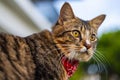 Close-up of a cat face. Portrait of a male kitten. Cat looks curious and alert. Detailed picture of a cats face with yellow clear Royalty Free Stock Photo