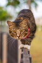 Close-up of a cat face. Portrait of a male kitten. Cat looks curious and alert. Detailed picture of a cats face with yellow clear Royalty Free Stock Photo