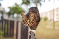 Close-up of a cat face. Portrait of a male kitten. Cat looks curious and alert. Detailed picture of a cats face with yellow clear Royalty Free Stock Photo