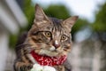 Close-up of a cat face. Portrait of a male kitten. Cat looks curious and alert. Detailed picture of a cats face with yellow clear Royalty Free Stock Photo