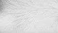 Cat fur animal skin , white gray background natural  patterns texture Royalty Free Stock Photo