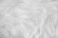 Cat fur light gray or white texture patterns abstract , animal skin background Royalty Free Stock Photo