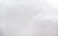 Cat fur light white texture abstract for background , Natural animal patterns soft skin Royalty Free Stock Photo