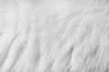 Cat fur soft texture , white and grey animal skin background