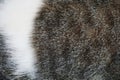 Close up cat fur texture background Royalty Free Stock Photo