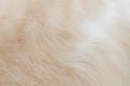 Cat fur texture background ,  fluffy brown with white patterns seamless soft focus Royalty Free Stock Photo