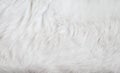 Cat fur texture , white or gray nature animal skin abstract for background Royalty Free Stock Photo