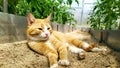 Close-up cat. A ginger cat lies in a furrow in a greenhouse against a background of tomatoes. Selective focus. Walking pets on the