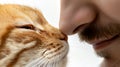 A close-up of a cat and human in a gentle nose-to-nose touch Royalty Free Stock Photo