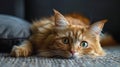 Close Up of a Cat Laying on the Ground Royalty Free Stock Photo