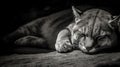 a close up of a cat laying on a rock with its eyes closed Royalty Free Stock Photo