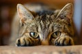 Close Up of a Cat Laying on a Table Royalty Free Stock Photo