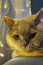 Close-up of cat looking away. A shaved grey cat lies on a bed with a Christmas garland