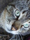 Close-up cat looks attentively to the side Royalty Free Stock Photo