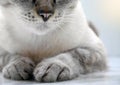 Close-up of cat lying on floor with only partial parts visible