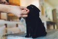 Close up cat muzzle portrait with human stroke fingers hand. Royalty Free Stock Photo