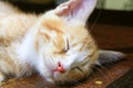 Close up cat nose, kitten orange relax sleeping