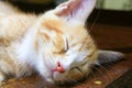 Close up cat nose, kitten orange relax sleeping Royalty Free Stock Photo