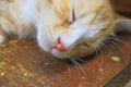 Close up cat nose, kitten orange relax sleeping Royalty Free Stock Photo