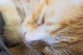 Close up cat nose, kitten orange relax sleeping Royalty Free Stock Photo