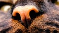 Close up. Cat nose near