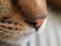 Close-up of cat nose Royalty Free Stock Photo