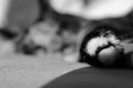 Close-up of a cat pack in black and white detail of a cat sleeping on a bed