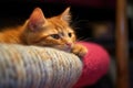 close-up of cat paw resting on a single wool sock