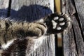 Close-up of cat paws