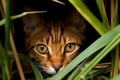 a close up of a cat peeking out from behind some tall grass Royalty Free Stock Photo