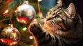 A close-up of a cat playing with a Christmas ornament