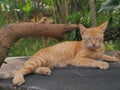 close up of cat relaxing from front to side and full body Royalty Free Stock Photo