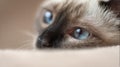 Close-Up Of A Cat\'s Blue Eyes With Soft Fur And Calm Expression Royalty Free Stock Photo