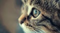 Close up of a cat's eyes. Selective focus. Toned. Royalty Free Stock Photo