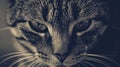 A close up of a cat's face with black and white photo, AI Royalty Free Stock Photo