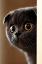 A close-up of a cat's face peering from a wall corner, eyes expressively wide open Royalty Free Stock Photo